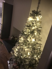 Lets see your trees 2018!