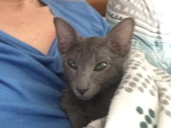 to get a cat?