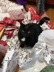 What did your cat get for Christmas?