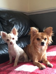 General Dog Chat 4