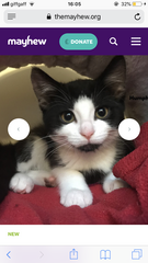 What names would you give these two kittens?