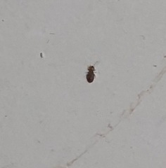What is this tiny bug in bedroom?