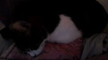 PB on the bed, dreamies and chat
