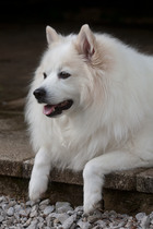 To ask you to post pictures of your pets?