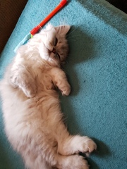 To ask you to post pictures of your pets?