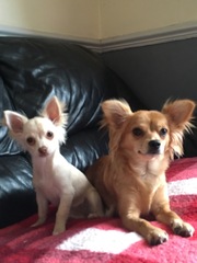 General Dog Chat 4
