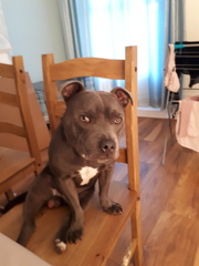 Share dog photos