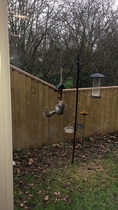 Cirque de squirrel