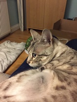 Picking up our cat on Saturday