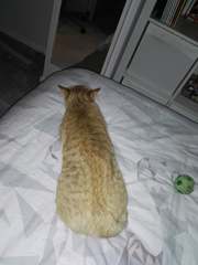 Female Ginger Kitten (and humble brag)