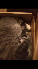 My cat likes to hide in boxes.