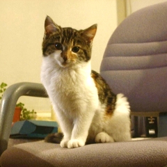 Oldest age cat you've had?