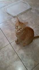 Female Ginger Kitten (and humble brag)