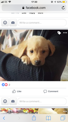 To ask you to help us name our puppy?