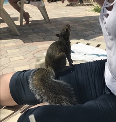 Cheeky squirrel