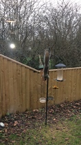Cirque de squirrel