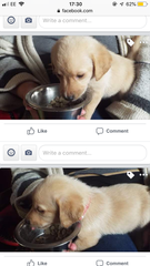 To ask you to help us name our puppy?