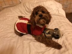 To ask you to post pictures of your pets?
