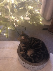 Anyone else’s not the least bit bothered about the tree?