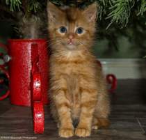 Female Ginger Kitten (and humble brag)