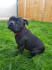 Share dog photos