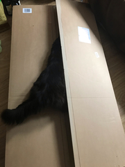 My cat likes to hide in boxes.