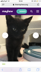 What names would you give these two kittens?