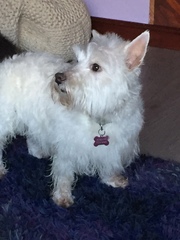 To ask you to post pictures of your pets?