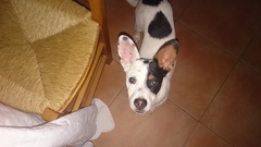 Sell me your dog