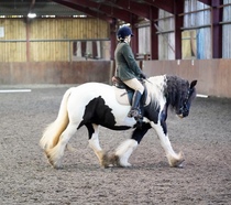 Can we have a pony picture thread?