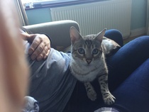 Picking up our cat on Saturday