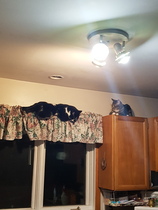 To ask you to post pictures of your pets?