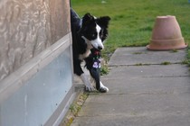 My fucking puppy