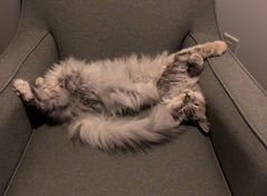 To ask about your Siberian Kitten experiences? *Will include pic if asked!*