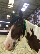 Can we have a pony picture thread?