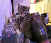 New kitten alert - all your top tips please!