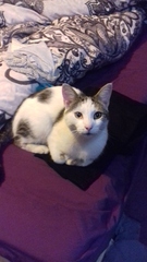 To ask you to post pictures of your pets?
