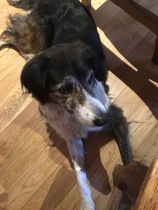 To ask you to post pictures of your pets?