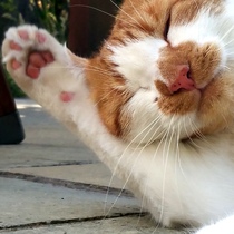 Missing Cat :-(