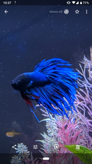 Help! Does my Betta have fin rot?