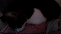 PB on the bed, dreamies and chat