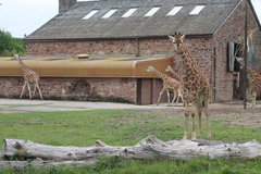 Chester zoo is on fire