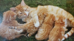 Female Ginger Kitten (and humble brag)