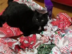 What did your cat get for Christmas?