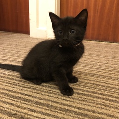 New kittens will be here in an hour (ish)!!!!