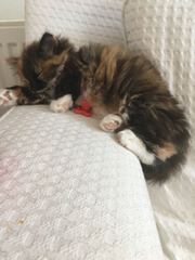 Letting Kittens out