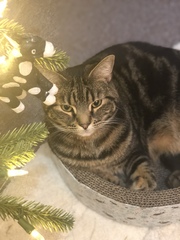 Anyone else’s not the least bit bothered about the tree?