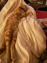The difference a cat can make ...
