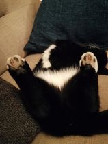 To ask you to post pictures of your pets?