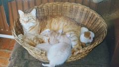 Female Ginger Kitten (and humble brag)